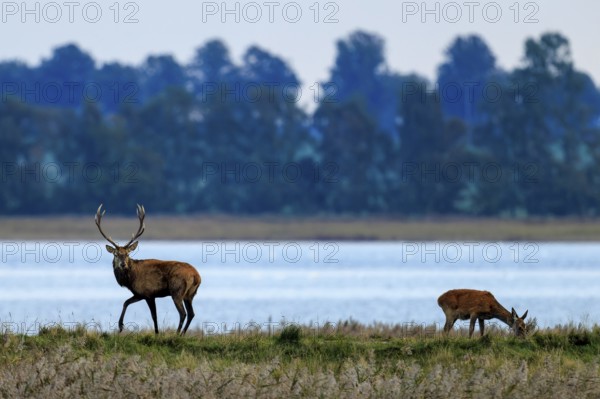 Two deer stand near a lake in front of a row of trees, red deer (Cervus elaphus), rutting, wildlife, Western Pomerania Lagoon Area National Park, Zingst, Mecklenburg-Western Pomerania, Germany