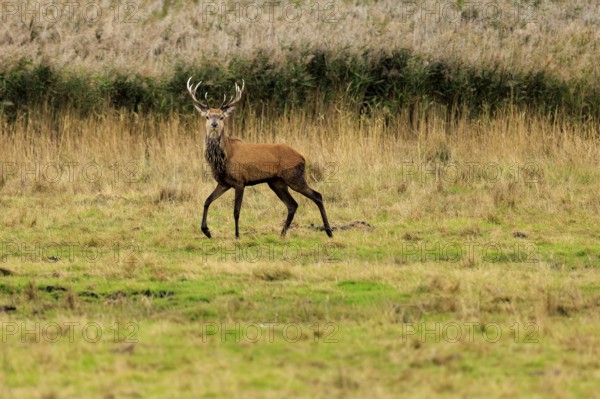 A deer with antlers walks across an extensive autumn meadow, red deer (Cervus elaphus), rutting, wildlife, Western Pomerania Lagoon Area National Park, Zingst, Mecklenburg-Western Pomerania, Germany