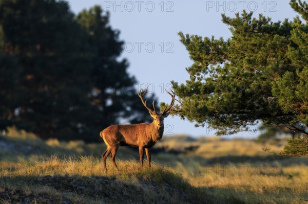 A deer with impressive antlers stands at sunset in front of trees, red deer (Cervus elaphus), rutting, wildlife, Western Pomerania Lagoon Area National Park, Zingst, Mecklenburg-Western Pomerania, Germany