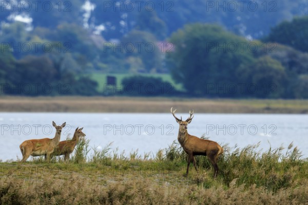 Two deer stand on the banks of a river in natural surroundings, red deer (Cervus elaphus), rutting, wildlife, Western Pomerania Lagoon Area National Park, Zingst, Mecklenburg-Western Pomerania, Germany