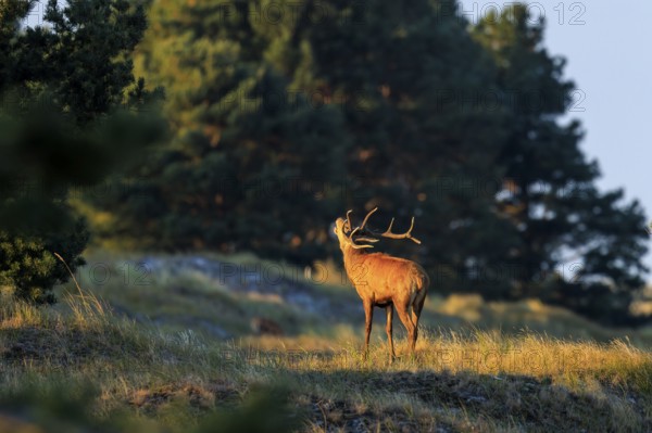 Deer with antlers standing in front of a forest in the evening light, red deer (Cervus elaphus), rutting, wildlife, Western Pomerania Lagoon Area National Park, Zingst, Mecklenburg-Western Pomerania, Germany