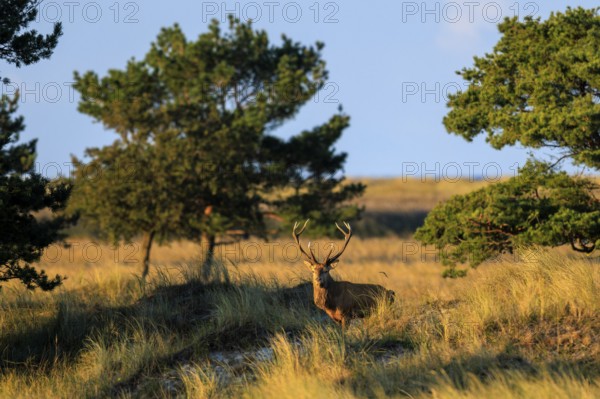 A deer with antlers stands between trees and dune landscape, red deer (Cervus elaphus), rutting, wildlife, Western Pomerania Lagoon Area National Park, Zingst, Mecklenburg-Western Pomerania, Germany