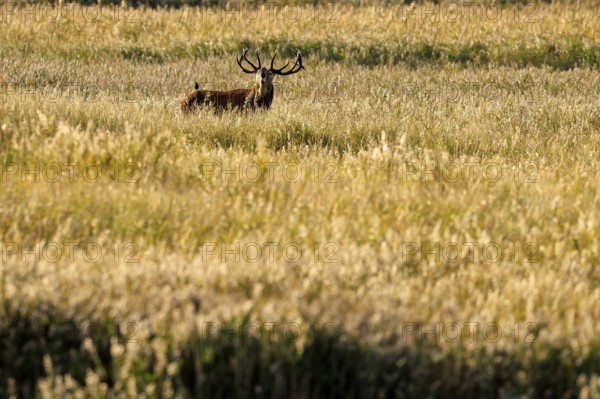 Deer with antlers standing in a meadow in golden evening light, red deer (Cervus elaphus), rutting, wildlife, Western Pomerania Lagoon Landscape National Park, Zingst, Mecklenburg-Western Pomerania, Germany