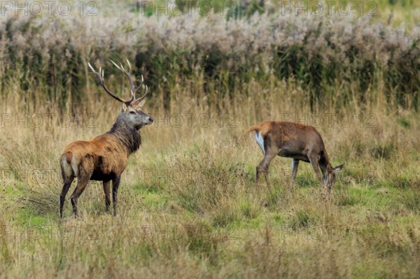 A deer with antlers and another deer in a grassy meadow, red deer (Cervus elaphus), rutting, wildlife, Western Pomerania Lagoon Landscape National Park, Zingst, Mecklenburg-Western Pomerania, Germany