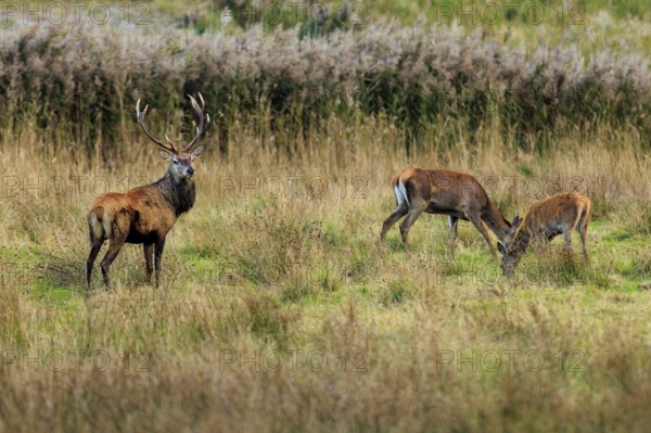 A group of deer in an autumnal meadow landscape surrounded by trees, deer (Cervus elaphus), rutting, wildlife, Western Pomerania Lagoon Area National Park, Zingst, Mecklenburg-Western Pomerania, Germany