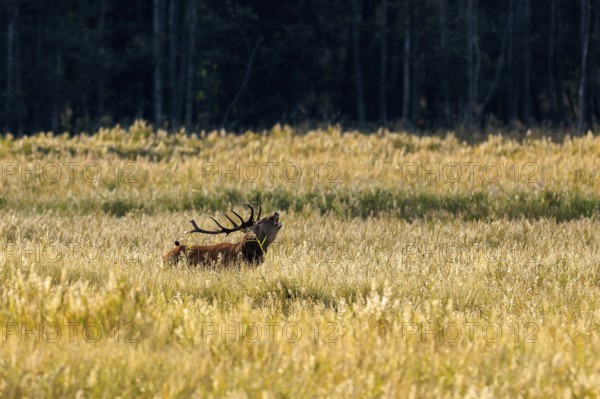 A deer with large antlers stands in the grass field under sunlight, red deer (Cervus elaphus), rutting, wildlife, Western Pomerania Lagoon Area National Park, Zingst, Mecklenburg-Western Pomerania, Germany