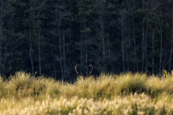 A deer hiding in tall grass in front of a dark forest, red deer (Cervus elaphus), rutting, wildlife, Western Pomerania Lagoon Area National Park, Zingst, Mecklenburg-Western Pomerania, Germany