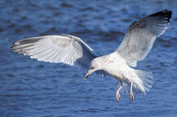A seagull flies low above water with widely spread wings, herring gull (Larus argentatus) wildlife, Western Pomerania Lagoon Area National Park, Zingst, Mecklenburg-Western Pomerania, Germany