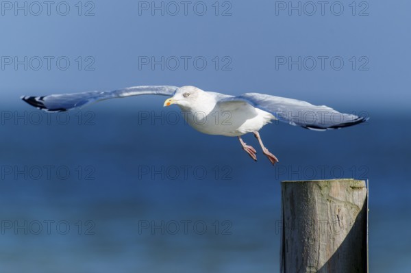 A seagull flies close over a wooden post in front of the blue sea, herring gull (Larus argentatus) wildlife, Western Pomerania Lagoon Area National Park, Zingst, Mecklenburg-Western Pomerania, Germany