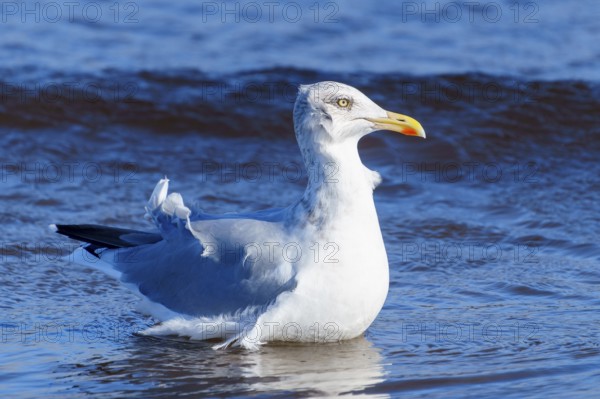 A seagull stands in shallow sea water against a blue background, herring gull (Larus argentatus) wildlife, Western Pomerania Lagoon Area National Park, Zingst, Mecklenburg-Western Pomerania, Germany