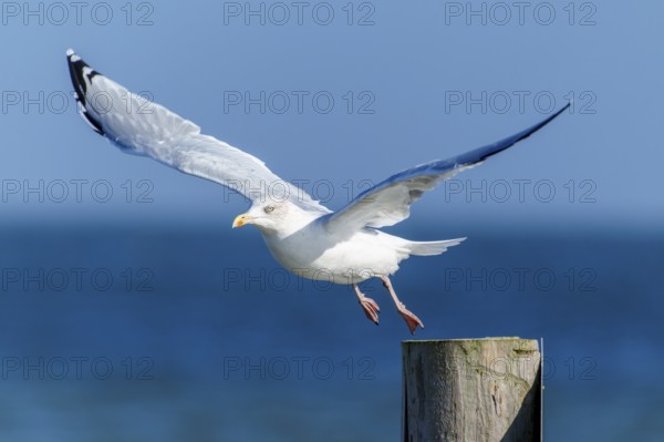 A seagull flies off a wooden post across the blue sea, herring gull (Larus argentatus) wildlife, Western Pomerania Lagoon Area National Park, Zingst, Mecklenburg-Western Pomerania, Germany