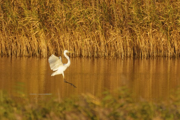 A heron lands on a reed bank with golden wings in the light, great egret (Ardea alba, syn.: Casmerodius albus, Egretta alba) wildlife, Western Pomerania Lagoon Landscape National Park, Zingst, Mecklenburg-Western Pomerania, Germany