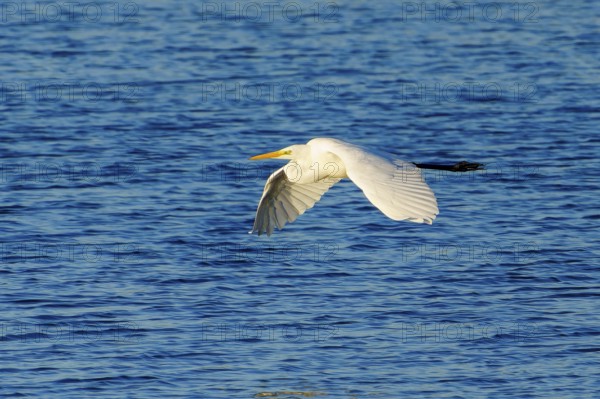 A heron flies across a blue lake under a clear sky, great egret (Ardea alba, syn.: Casmerodius albus, Egretta alba) wildlife, Western Pomerania Lagoon Area National Park, Zingst, Mecklenburg-Western Pomerania, Germany