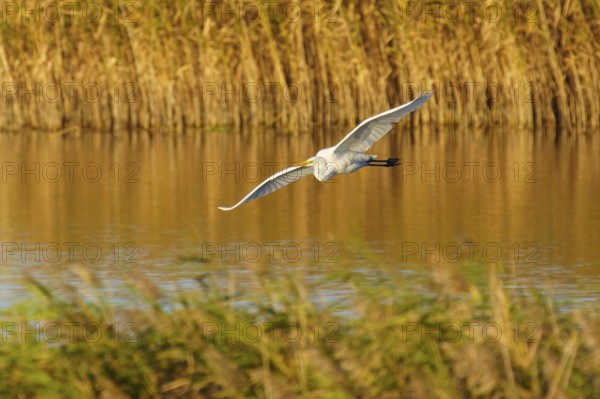 A heron flies over a reed pond in the golden light of nature, great egret (Ardea alba, syn.: Casmerodius albus, Egretta alba) wildlife, Western Pomerania Lagoon Area National Park, Zingst, Mecklenburg-Western Pomerania, Germany