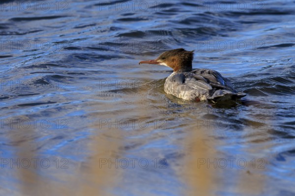 A duck bird paddles across a calm water surface, surrounded by natural landscape, goose sawers (Mergus merganser), wildlife, Western Pomerania Lagoon Area National Park, Zingst, Mecklenburg-Western Pomerania, Germany