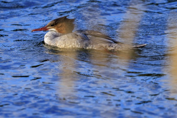 A duck bird swims on a blue body of water surrounded by nature, goose sanders (Mergus merganser), wildlife, Western Pomerania Lagoon Area National Park, Zingst, Mecklenburg-Western Pomerania, Germany