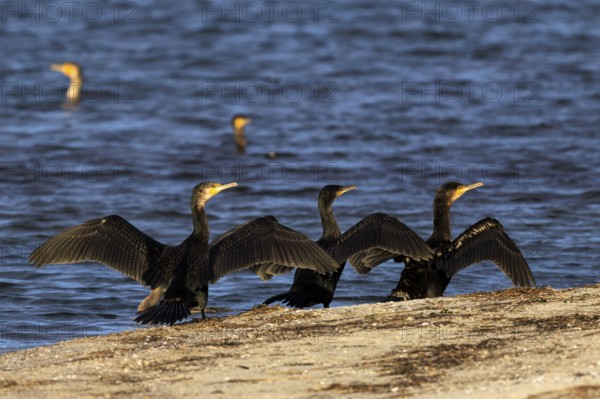 Cormorants stand on the shore and spread their wings, surrounded by calm water, cormorant, (Phalacrocorax carbo), wildlife, Western Pomerania Lagoon Area National Park, Zingst, Mecklenburg-Western Pomerania, Germany