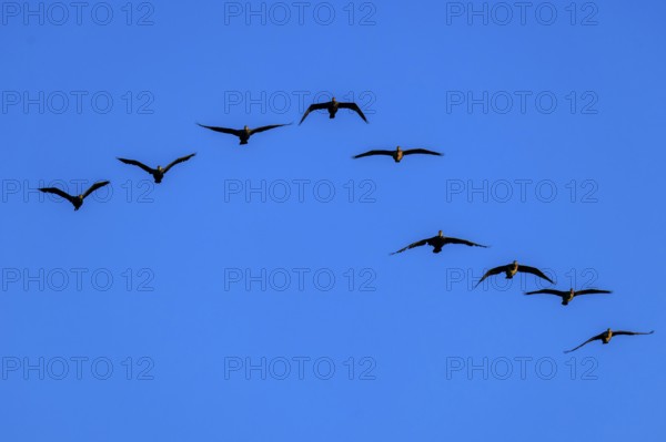 Eight cormorants fly in an arc formation in the blue sky, cormorant, (Phalacrocorax carbo), wildlife, Western Pomerania Lagoon Area National Park, Zingst, Mecklenburg-Western Pomerania, Germany