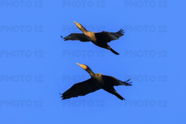 Two cormorants flying synchronously in the blue sky, cormorant, (Phalacrocorax carbo), wildlife, Western Pomerania Lagoon Area National Park, Zingst, Mecklenburg-Western Pomerania, Germany