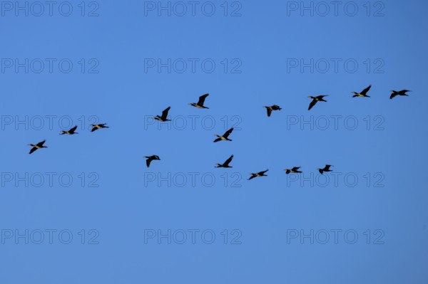 A larger group of cormorants flying in formation in the blue sky, cormorant, (Phalacrocorax carbo), wildlife, Western Pomerania Lagoon Area National Park, Zingst, Mecklenburg-Western Pomerania, Germany