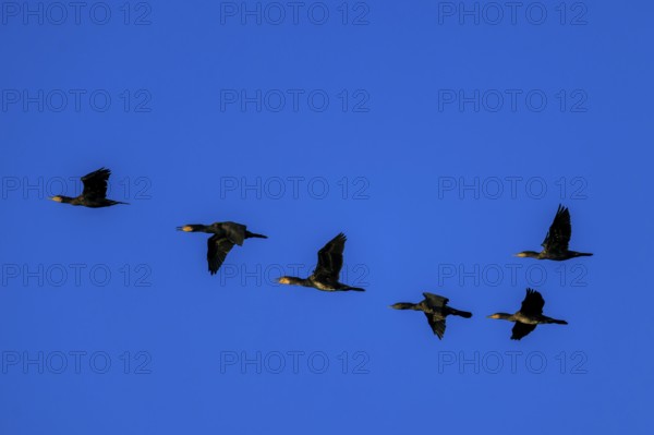 Six cormorants fly close together against a clear blue sky, cormorant, (Phalacrocorax carbo), wildlife, Western Pomerania Lagoon Area National Park, Zingst, Mecklenburg-Western Pomerania, Germany