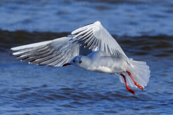Seagull in the air with wings spread over the blue sea, black-headed gull (Larus ridibundus) wildlife, Western Pomerania Lagoon Area National Park, Zingst, Mecklenburg-Western Pomerania, Germany