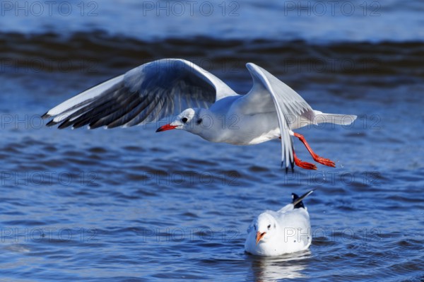Two seagulls, one flying and the other swimming in the ocean, black-headed gull (Larus ridibundus) wildlife, Western Pomerania Lagoon Area National Park, Zingst, Mecklenburg-Western Pomerania, Germany