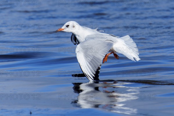Seagull hovering just above the water with a clear reflection on the water surface, black-headed gull (Larus ridibundus) wildlife, Western Pomerania Lagoon Area National Park, Zingst, Mecklenburg-Western Pomerania, Germany