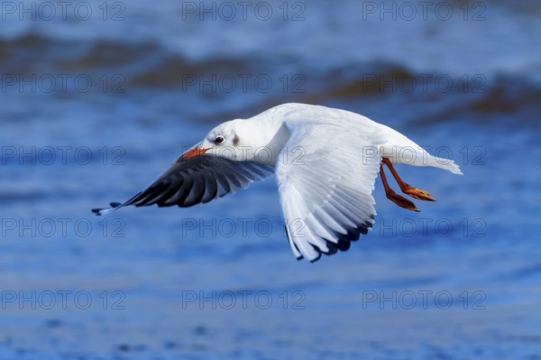 White seagull flying just above water in a clear blue atmosphere, black-headed gull (Larus ridibundus) wildlife, Western Pomerania Lagoon Area National Park, Zingst, Mecklenburg-Western Pomerania, Germany