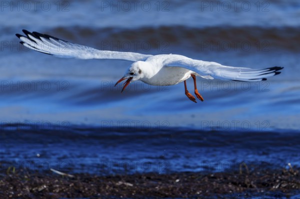Seagull flies horizontally across the sea and makes a sound, black-headed gull (Larus ridibundus) wildlife, Western Pomerania Lagoon Area National Park, Zingst, Mecklenburg-Western Pomerania, Germany