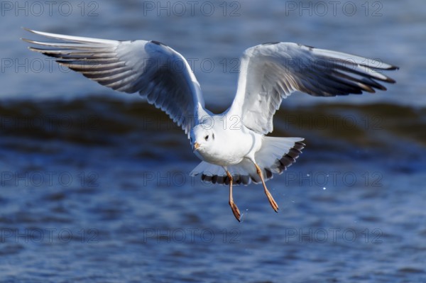 A seagull flies across the blue sea with its wings spread out, black-headed gull (Larus ridibundus) wildlife, Western Pomerania Lagoon Area National Park, Zingst, Mecklenburg-Western Pomerania, Germany