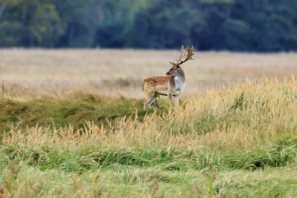 A deer stands in a meadow with tall grass in front of a forest edge in autumn, fallow deer (Dama dama), deer, wildlife, Western Pomerania Lagoon Area National Park, Zingst, Mecklenburg-Western Pomerania, Germany