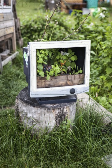DEU Germany Germany Berlin Green still life with overgrown computer monitor in the gardens of the former Tempelhof airport