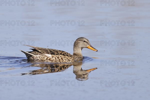 Schnatterente (Mareca strepera), female, swimming on moor pond, spring, wildlife, Hüde, Ochsenmoor, Dümmer See, Hüde, Lower Saxony, Germany