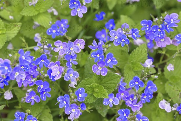 Gamander Speedwell (Veronica chamaedrys), loyal to men, blossoms in a deciduous forest, blue blossom, spring, Wilnsdorf, North Rhine-Westphalia, Germany