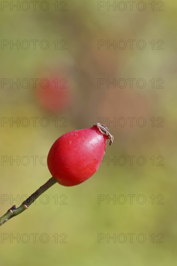 Ripe rose hip fruit of the dog rose (Rosa canina) on a branch, close-up, Wilnsdorf, North Rhine-Westphalia, Germany
