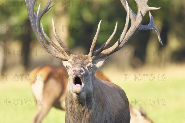 Red deer (Cervus elaphus) during rutting season, capital deer roaring in a forest clearing, animal portrait, wildlife, autumn, Sauerland, North Rhine-Westphalia, Germany