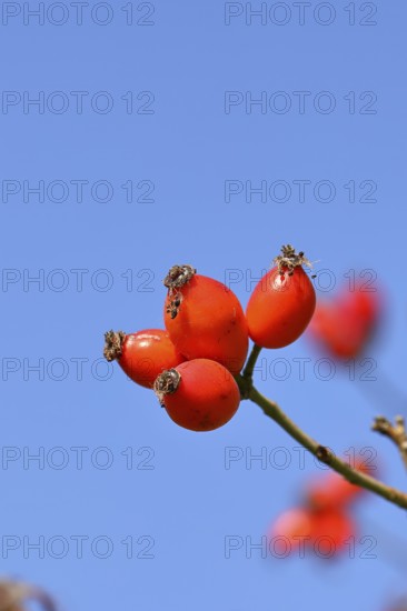 Ripe rose hip fruit (Rosa canina) on a branch, against a blue sky, Wilnsdorf, North Rhine-Westphalia, Germany