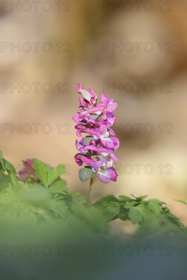 Hollow lark spur, hollowroot, bulbous lark spur (Corydalis cava), inflorescence in a beech forest, spring, spring, Wilnsdorf, North Rhine-Westphalia, Germany