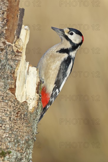 Great spotted woodpecker (Dendrocopos major) male sitting on a birch trunk, animals, birds, woodpeckers, Wilnsdorf, North Rhine-Westphalia, Germany