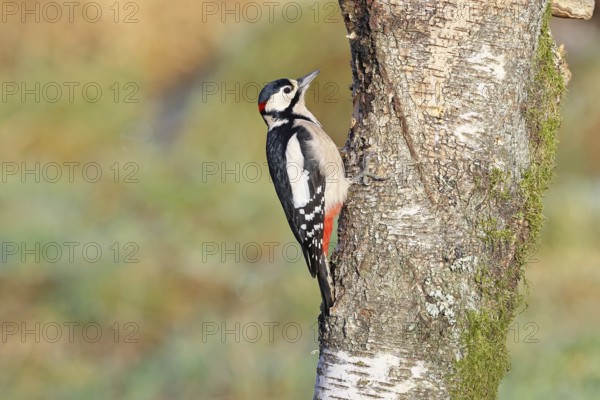 Great spotted woodpecker (Dendrocopos major), male, looking for food on a stump covered with moss and lichens in the forest, Wilnsdorf, North Rhine-Westphalia, Germany