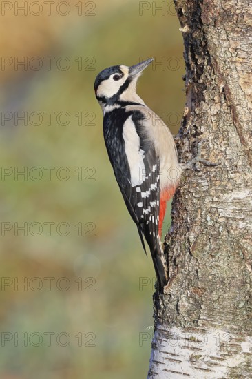 Great spotted woodpecker (Dendrocopos major) male sitting on a birch trunk, animals, birds, woodpeckers, Wilnsdorf, North Rhine-Westphalia, Germany
