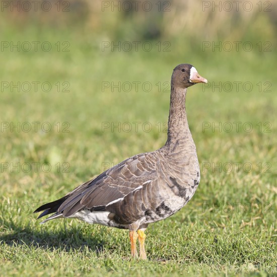 Coot goose (Anser albifrons), standing in a meadow in the wintering area, wildlife, Bislicher Insel nature reserve, Xanten, Lower Rhine, North Rhine-Westphalia, Germany