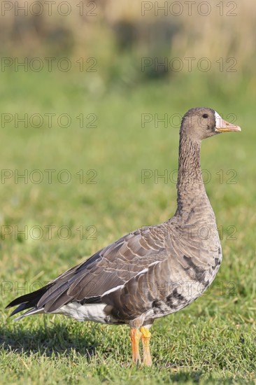 Coot goose (Anser albifrons), standing in a meadow in the wintering area, wildlife, Bislicher Insel nature reserve, Xanten, Lower Rhine, North Rhine-Westphalia, Germany