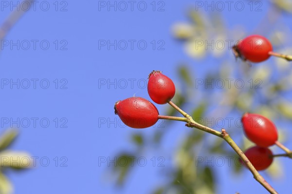 Ripe rose hip fruit (Rosa canina) on a branch, against a blue sky, Wilnsdorf, North Rhine-Westphalia, Germany