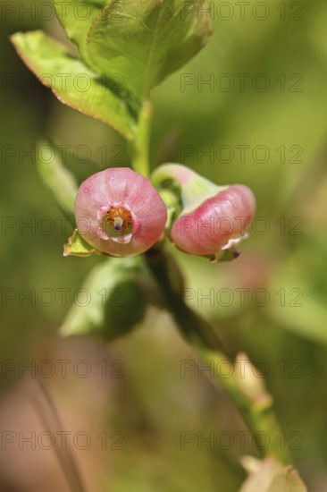 European blueberry, blueberry, wild blueberry (Vaccinium myrtillus), close-up of flowers, Wilnsdorf, North Rhine-Westphalia, Germany