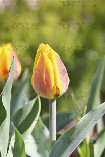 Tulip (Tulipa), red-yellow flower, Wilnsdorf, North Rhine-Westphalia, Germany