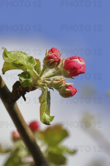 Apple blossoms (Malus), red flowers still closed against a blue sky, close-up, Wilnsdorf, North Rhine. Westphalia, Germany