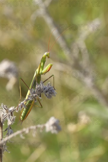European praying mantis (Mantis religiosa), in a bush, Burgenland, Austria