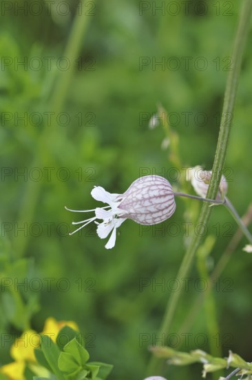 Dove Crop Leimkraut, Inflated Leimkraut or Common Leimkraut (Silene vulgaris), Blüte, Wilnsdorf, North Rhine-Westphalia, Germany